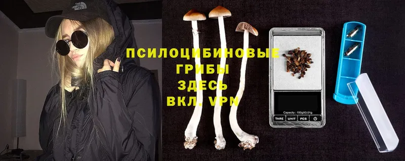 MEGA ссылки  сколько стоит  Венёв  Галлюциногенные грибы Psilocybine cubensis 